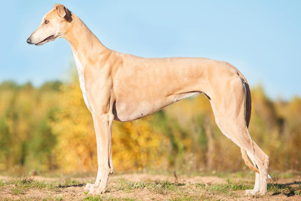 full grown greyhound