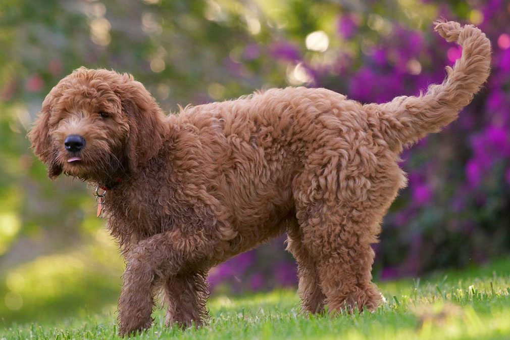 Goldendoodle (Groodle): Dog Breed Characteristics & Care