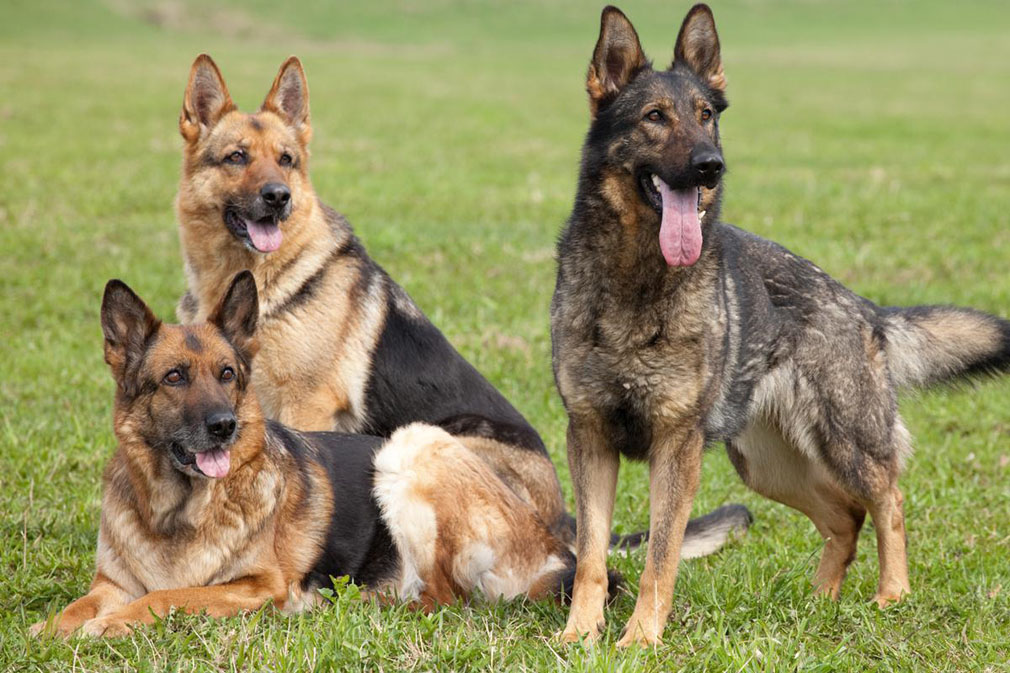 German Shepherd Dog adults