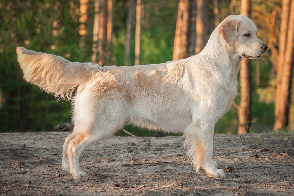 Golden Retriever adult