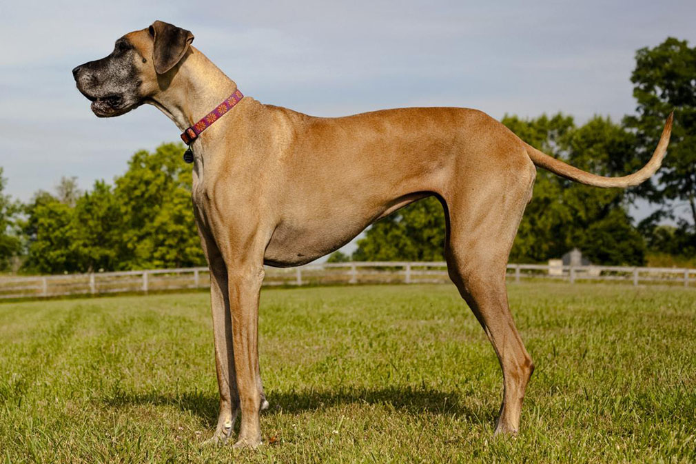 Great Dane adult