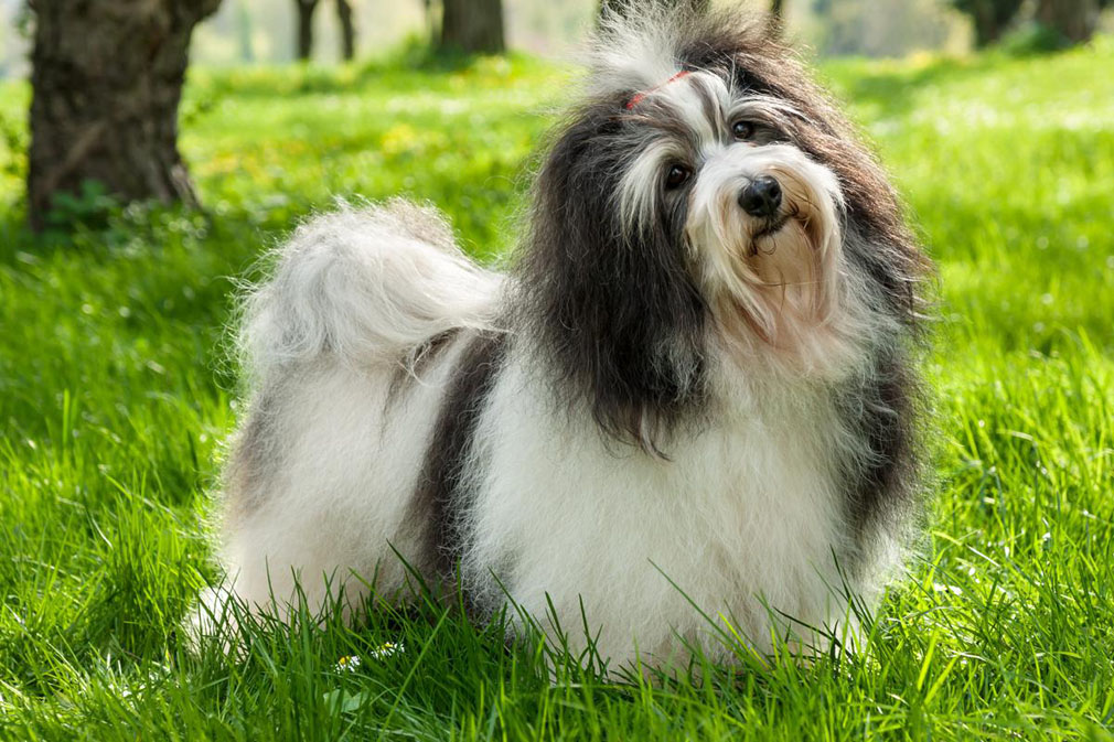 Havanese adult