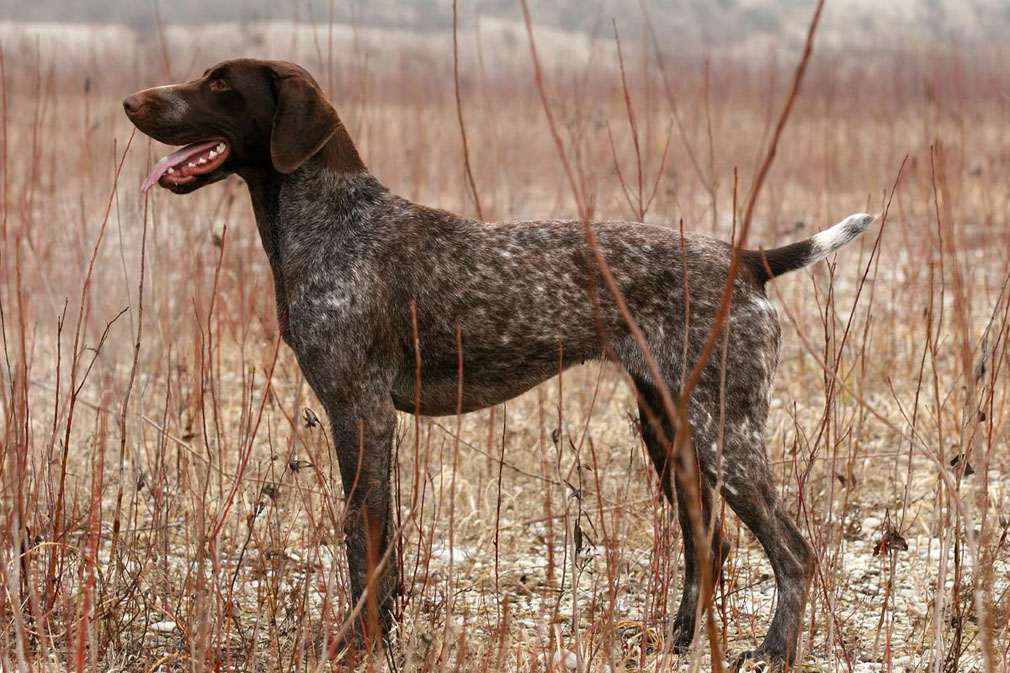 German Shorthaired Pointer adult