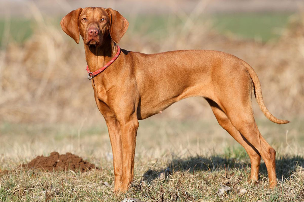 dog breeds hungarian vizsla