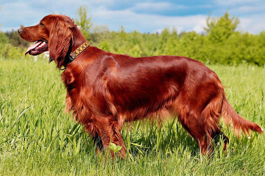 Irish Setter adult