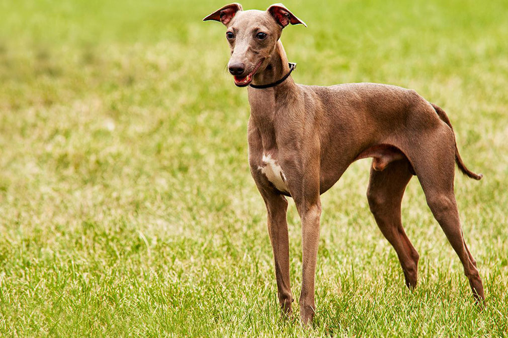 Italian Greyhound adult