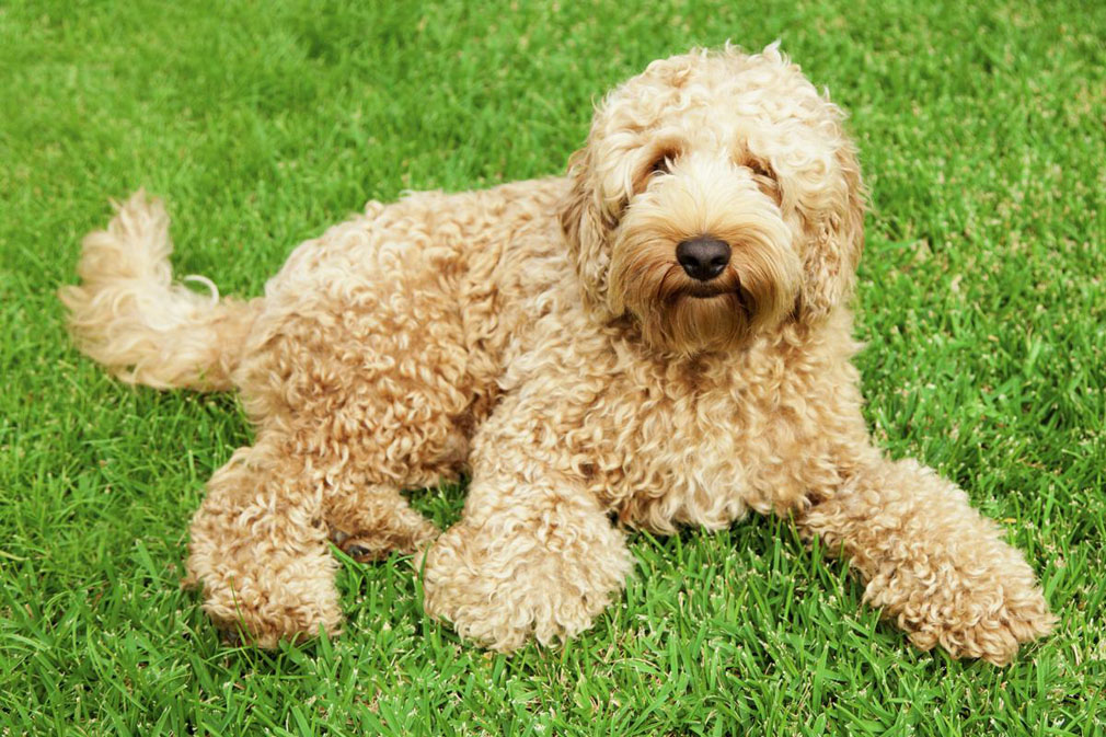 Labradoodle adult