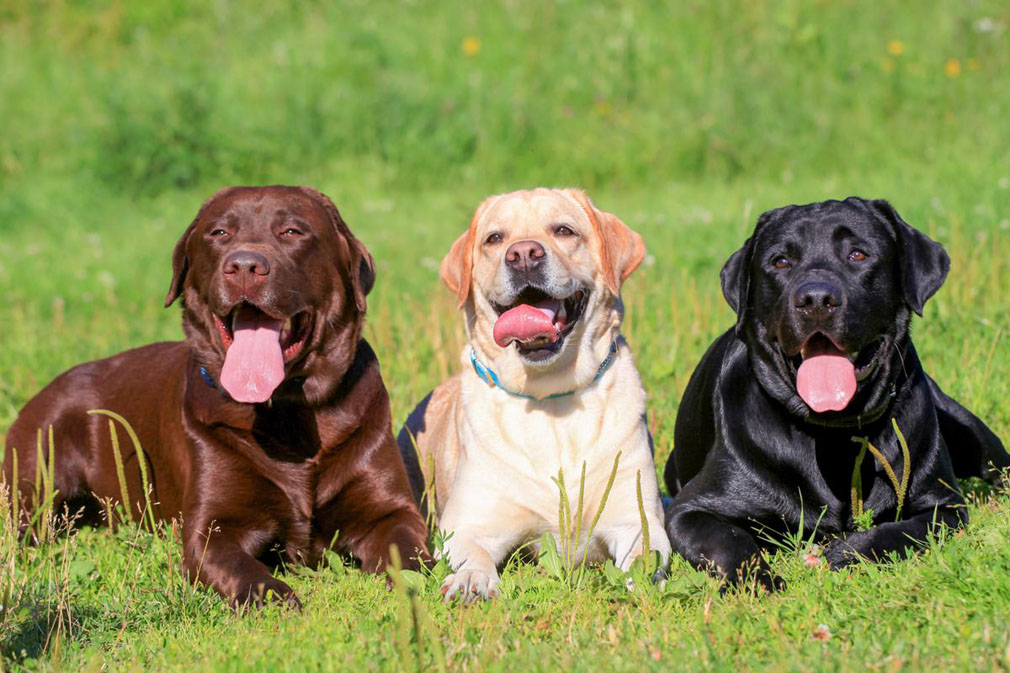 Labrador Retriever adult