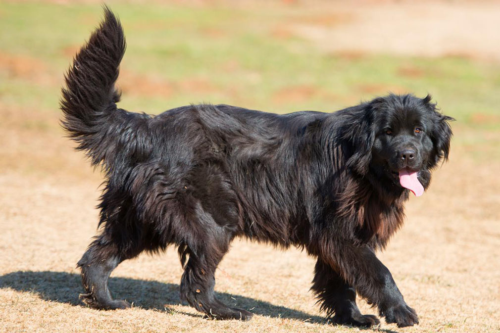 Newfoundland adult