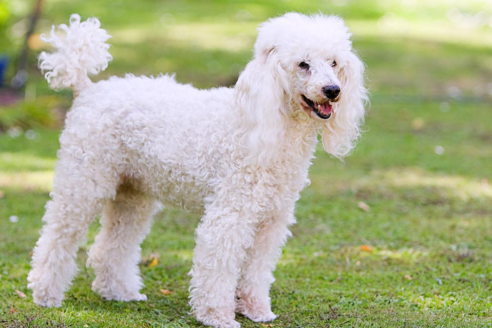 adult miniature poodle