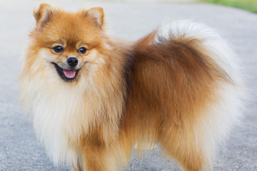 Pomeranian adult