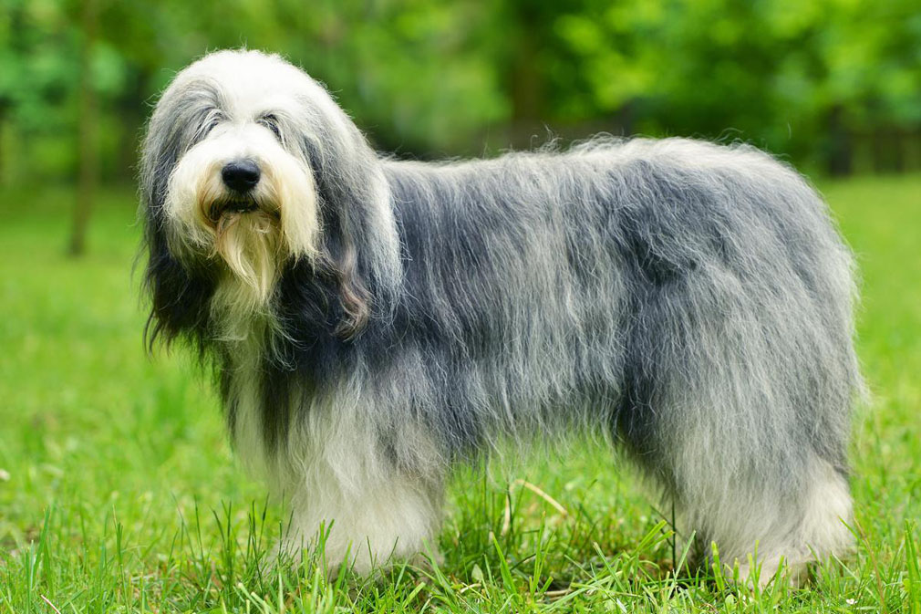 Old English Sheepdog adult