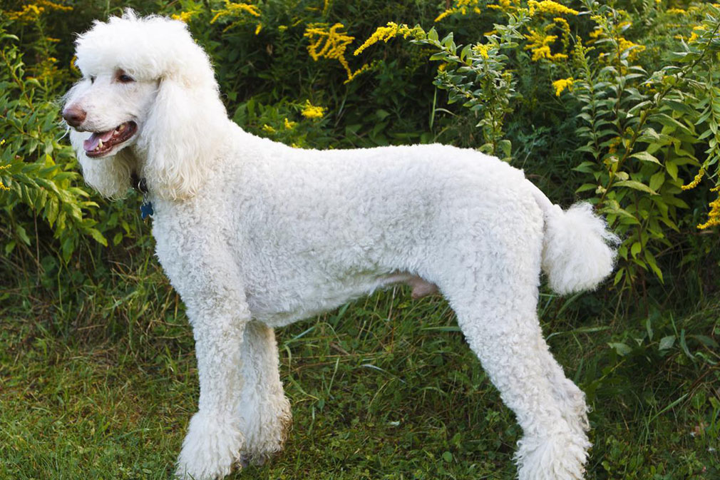 Poodle (Standard) adult