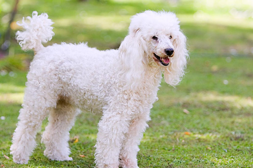 Meet The Poodle Toy