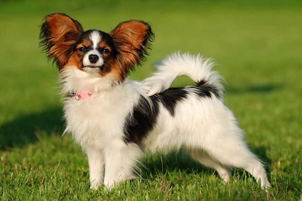 Papillon adult