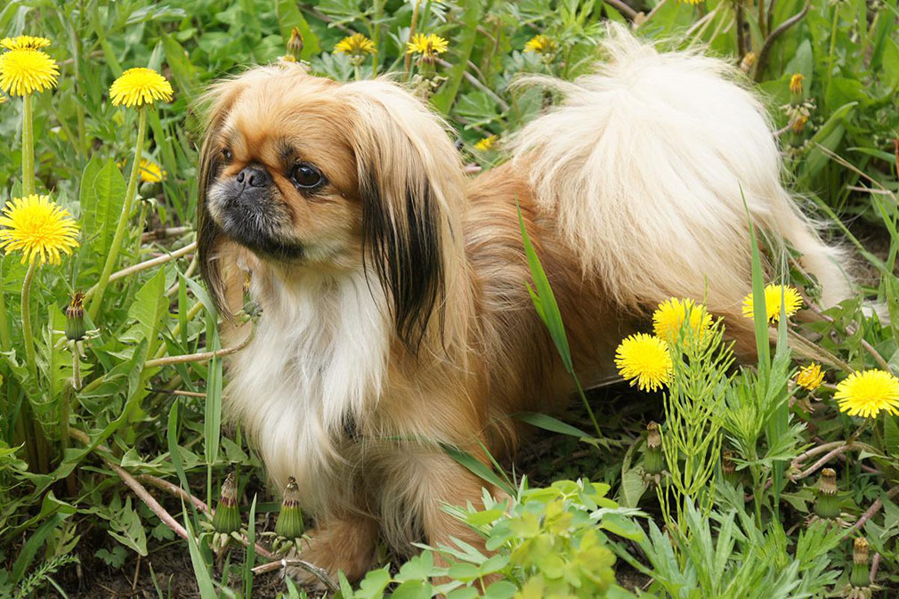 Pekingese adult