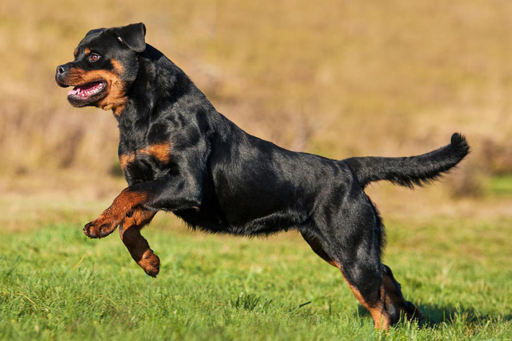 Rottweiler adult