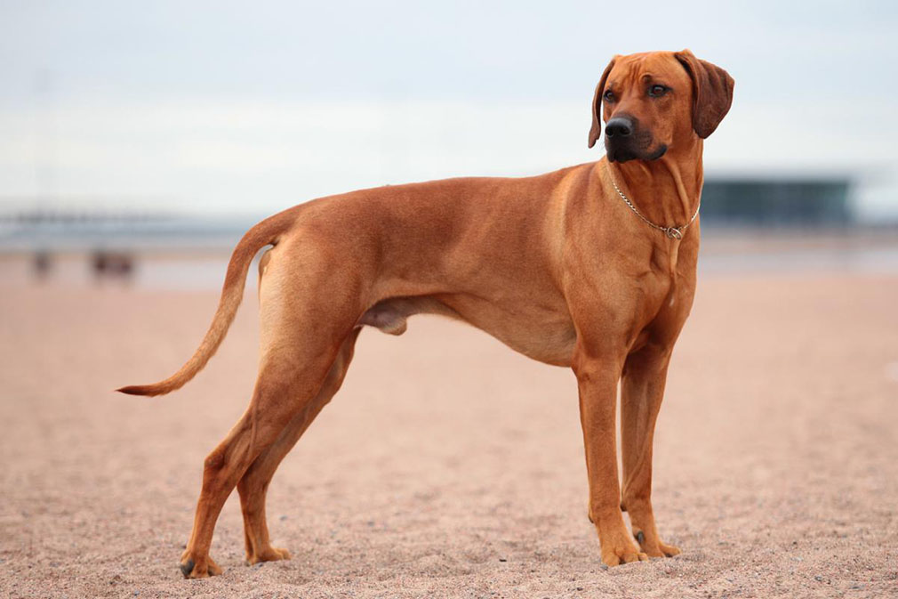 Meet the Rhodesian Ridgeback!