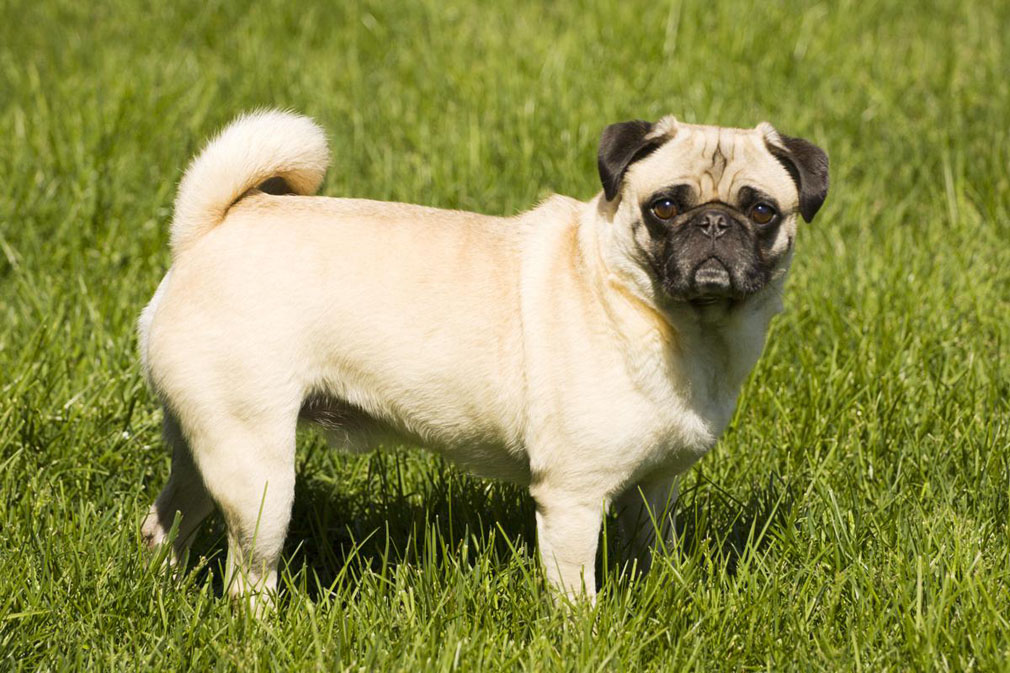 Pug adult