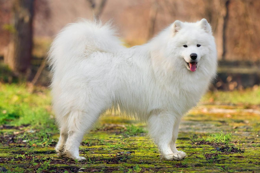 Samoyed adult