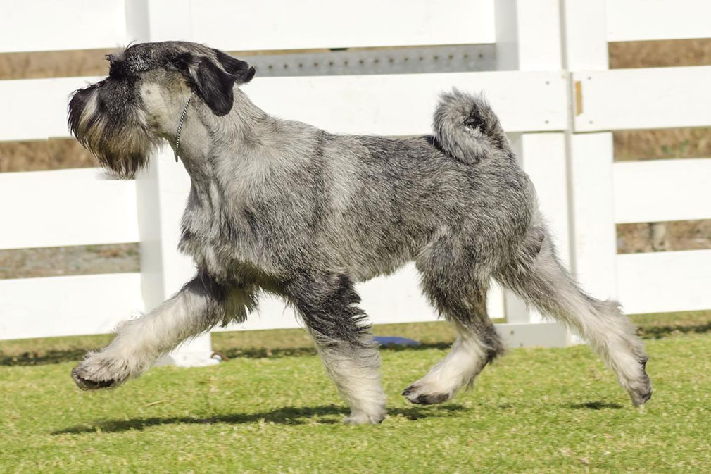 Schnauzer (Standard) adult