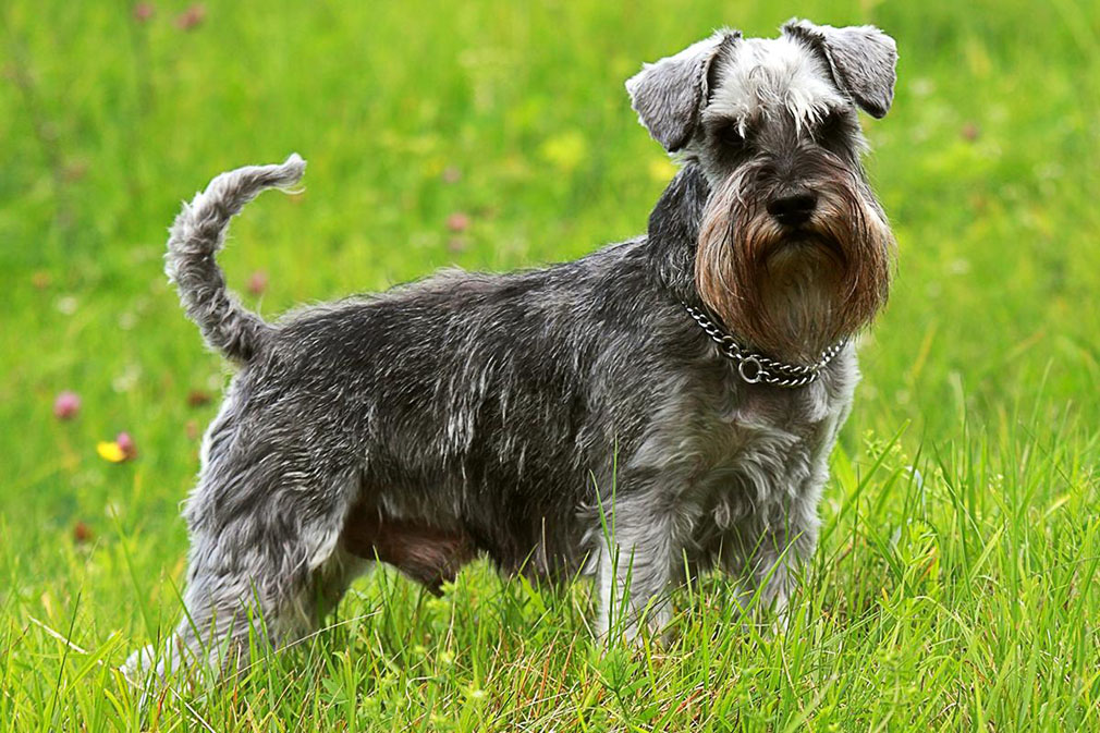 Schnauzer (Miniature) adult