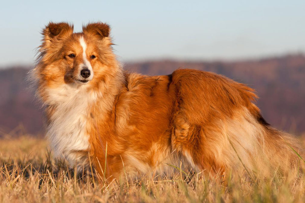 Shetland Sheepdog adult