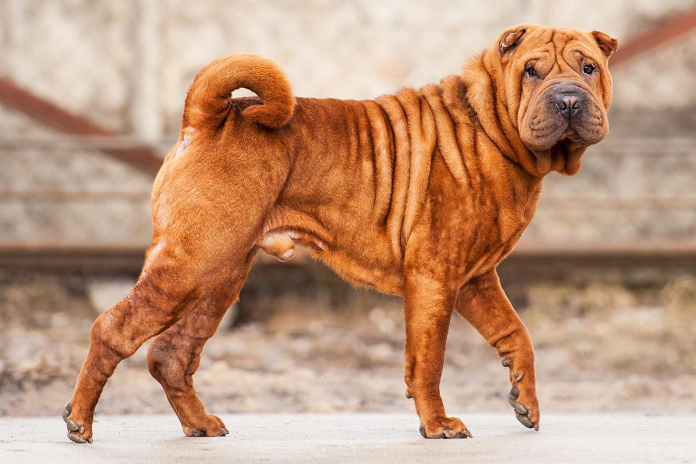 Shar Pei adult