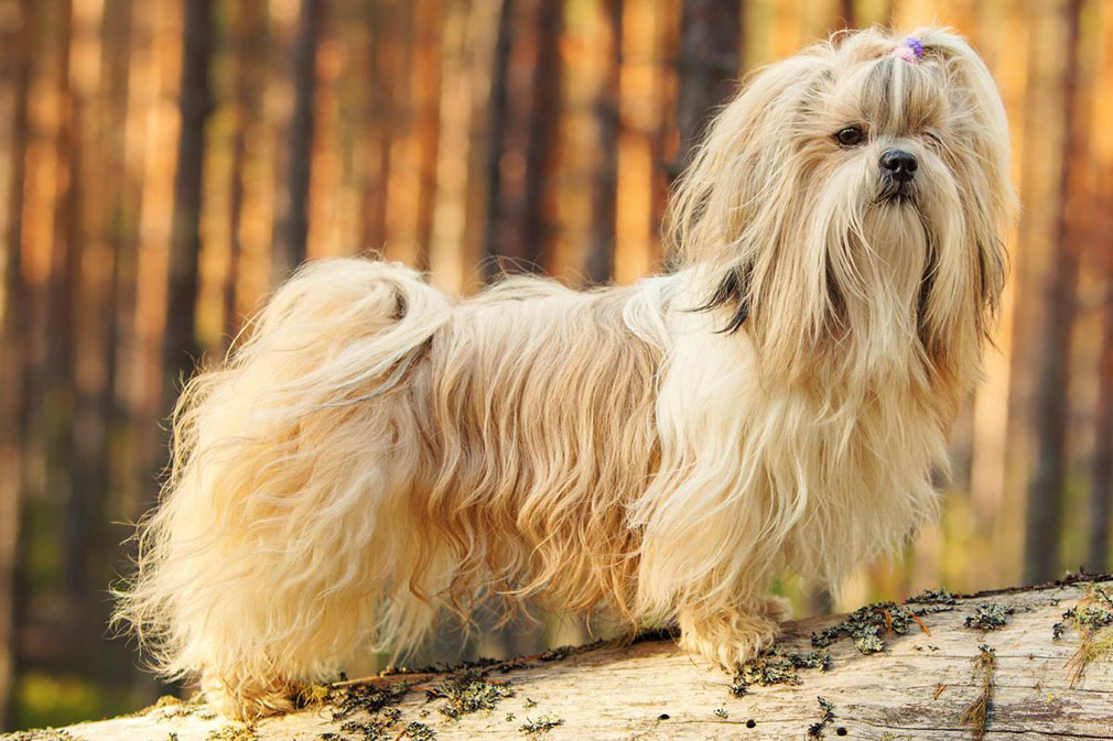 Shih Tzu adult