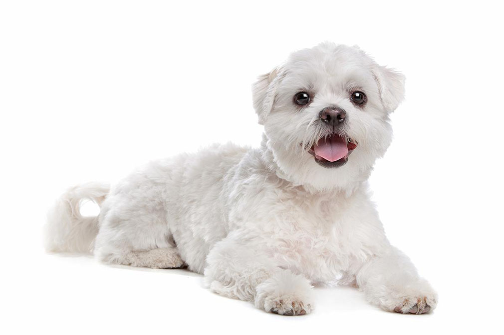 Maltese Shih Tzu adult