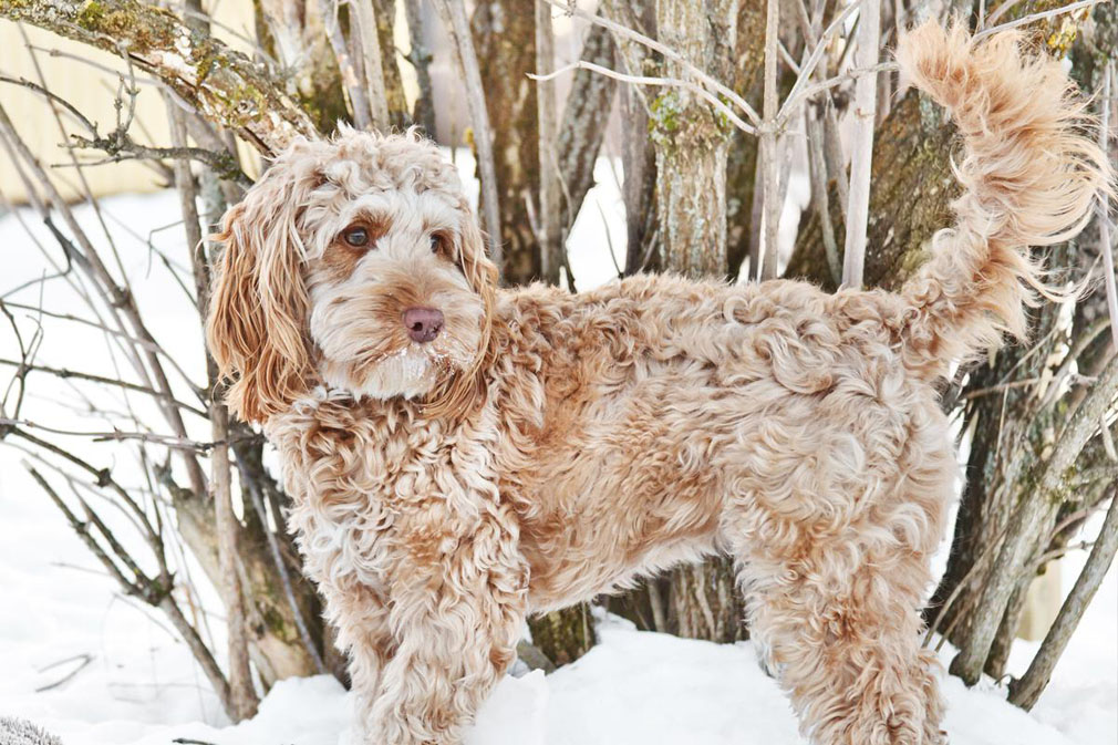 Cockapoo (Spoodle) adult