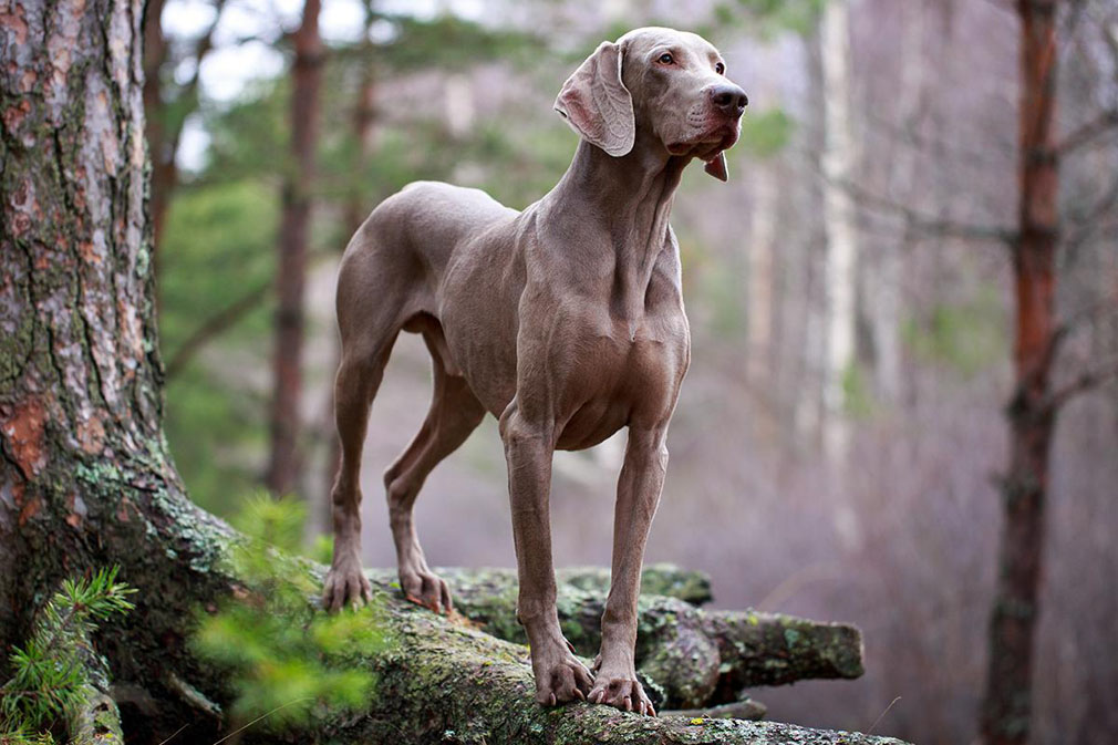 Weimaraner adult