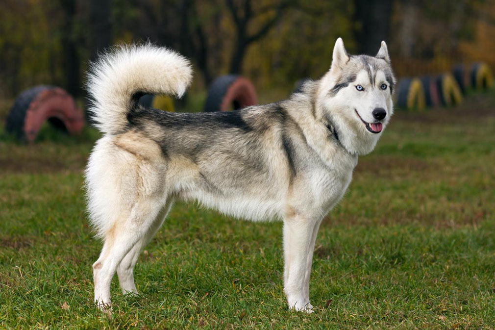 Siberian Husky adult