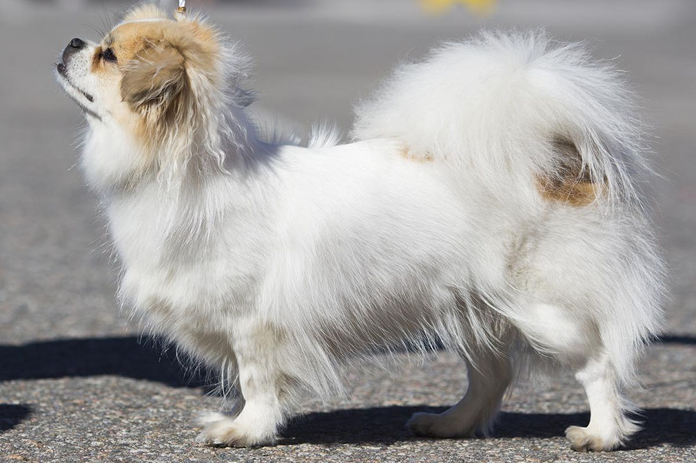 Tibetan Spaniel adult