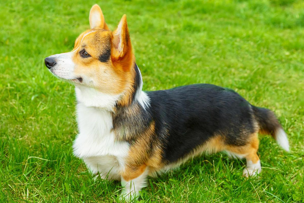 Welsh Corgi (Pembroke) adult