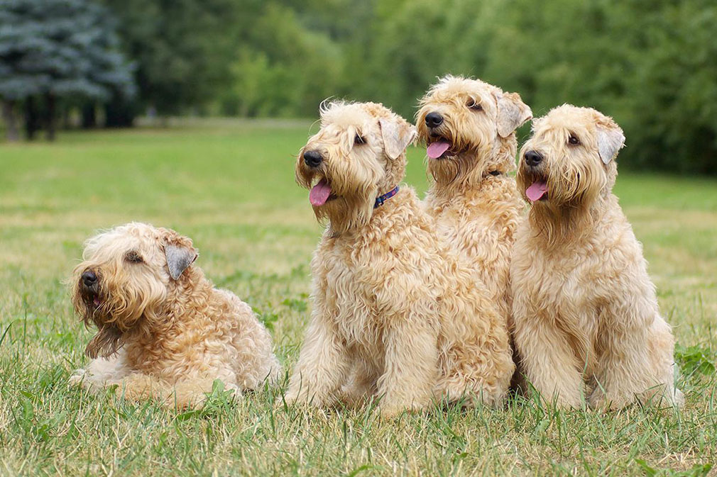 Wheaten Terrier adults