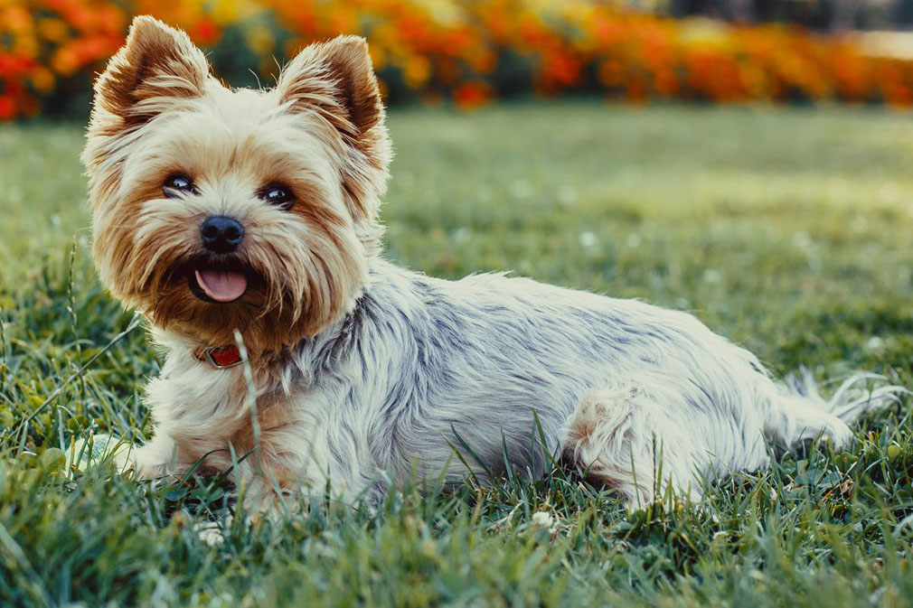 Yorkshire Terrier adult