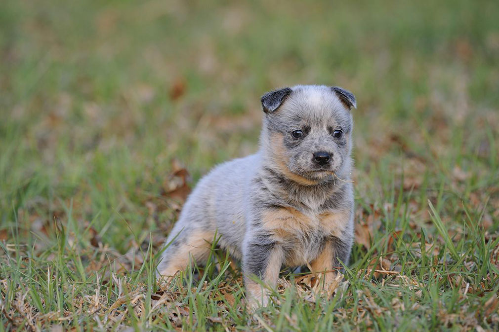 Australian Cattle Dog puppy