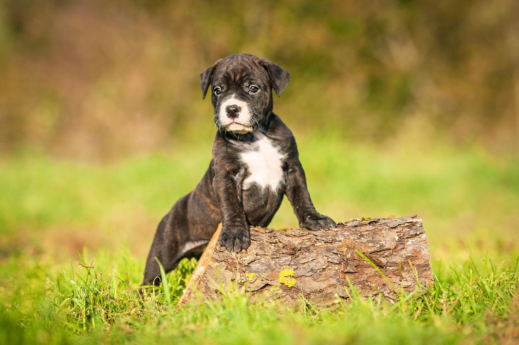 American Staffordshire Terrier puppy