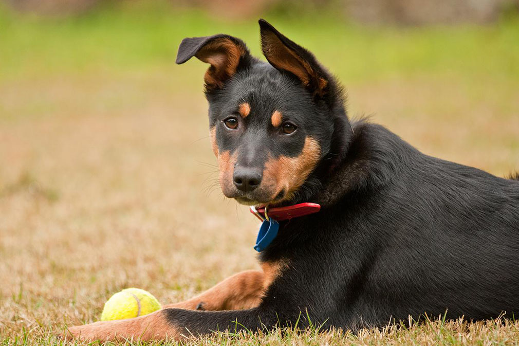 Australian Kelpie puppy