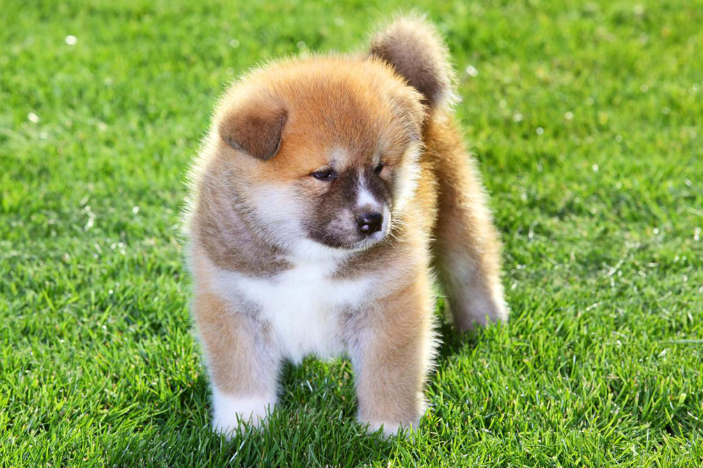 Akita puppy