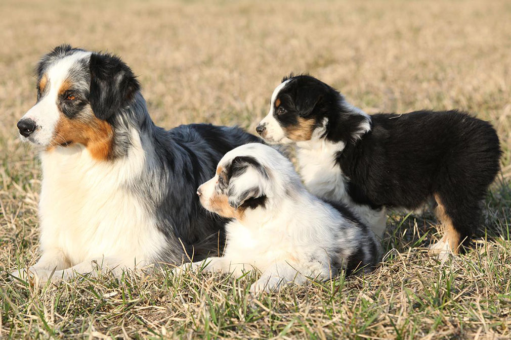 Australian Shepherd puppies