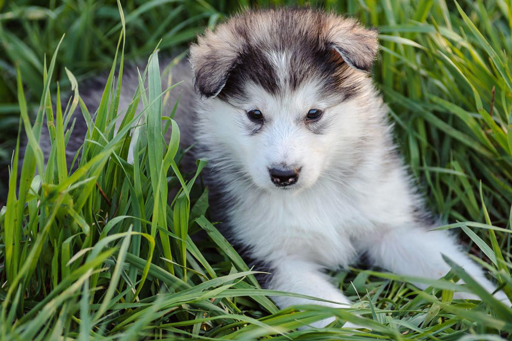 Alaskan Malamute puppy