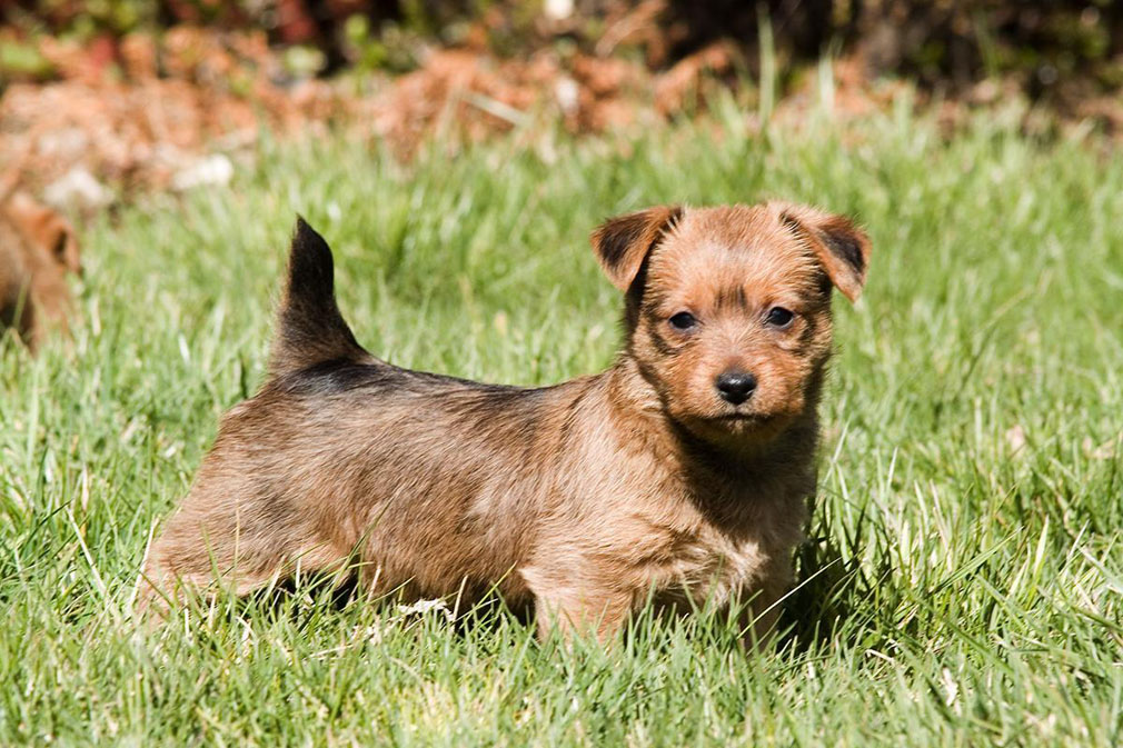 Australian Terrier puppy