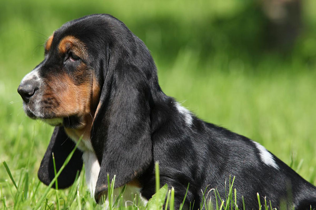 Basset Hound puppy