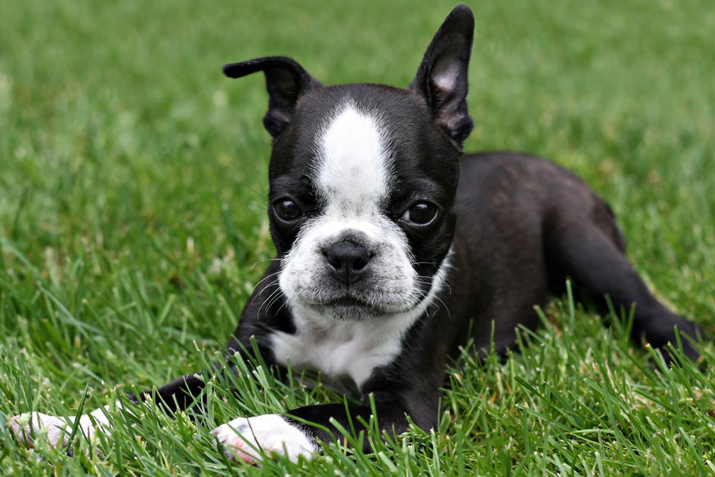 Boston Terrier puppy