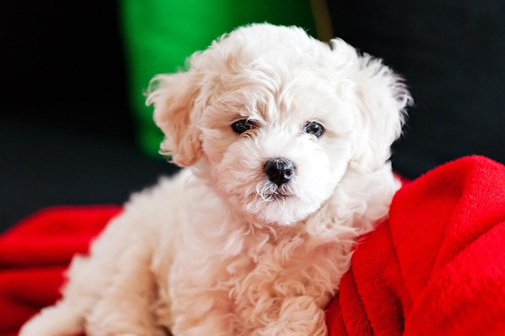 Bichon Frise puppy