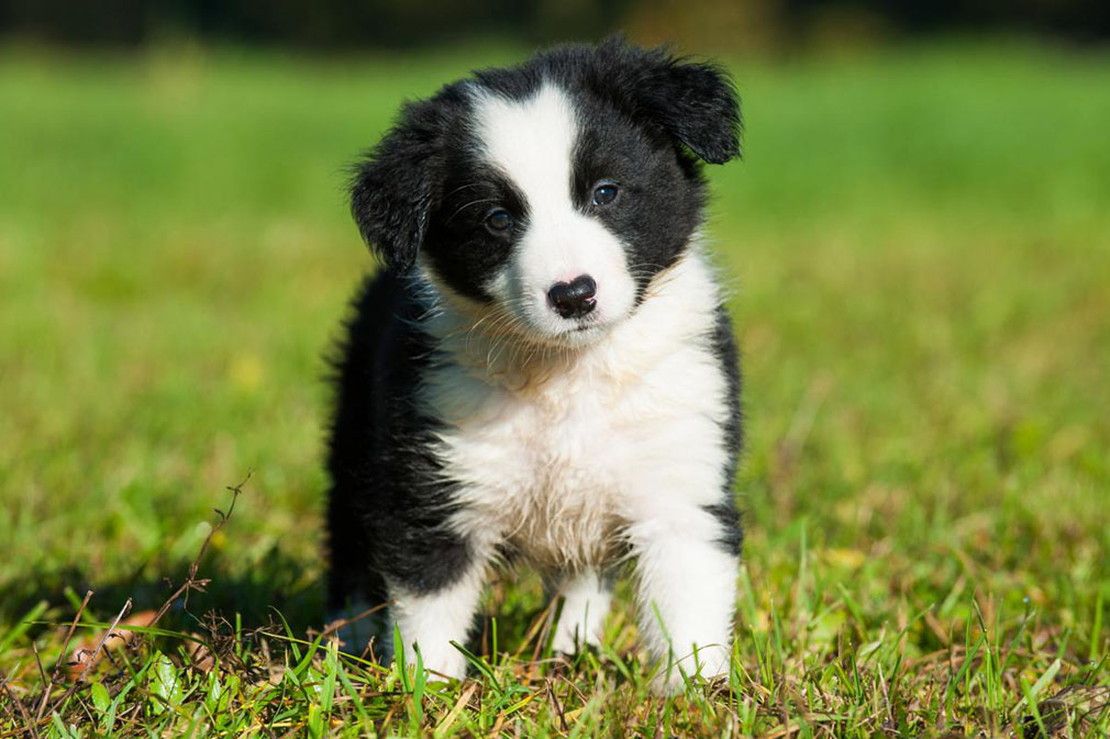 Border Collie puppy