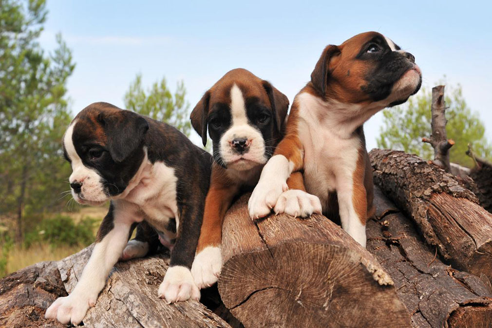 Boxer puppies