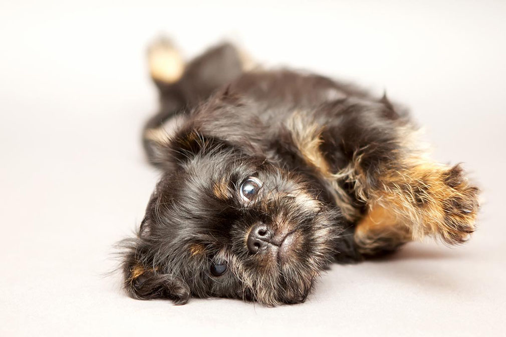 Brussels Griffon puppy